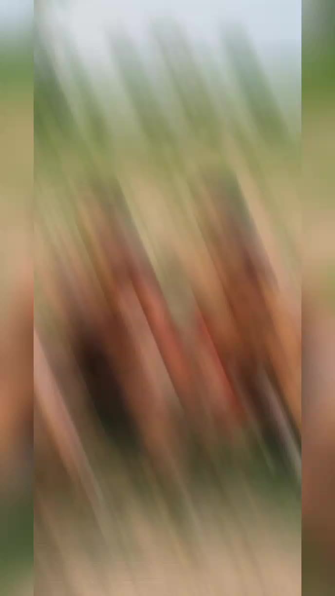 @شکیل 230آلہ