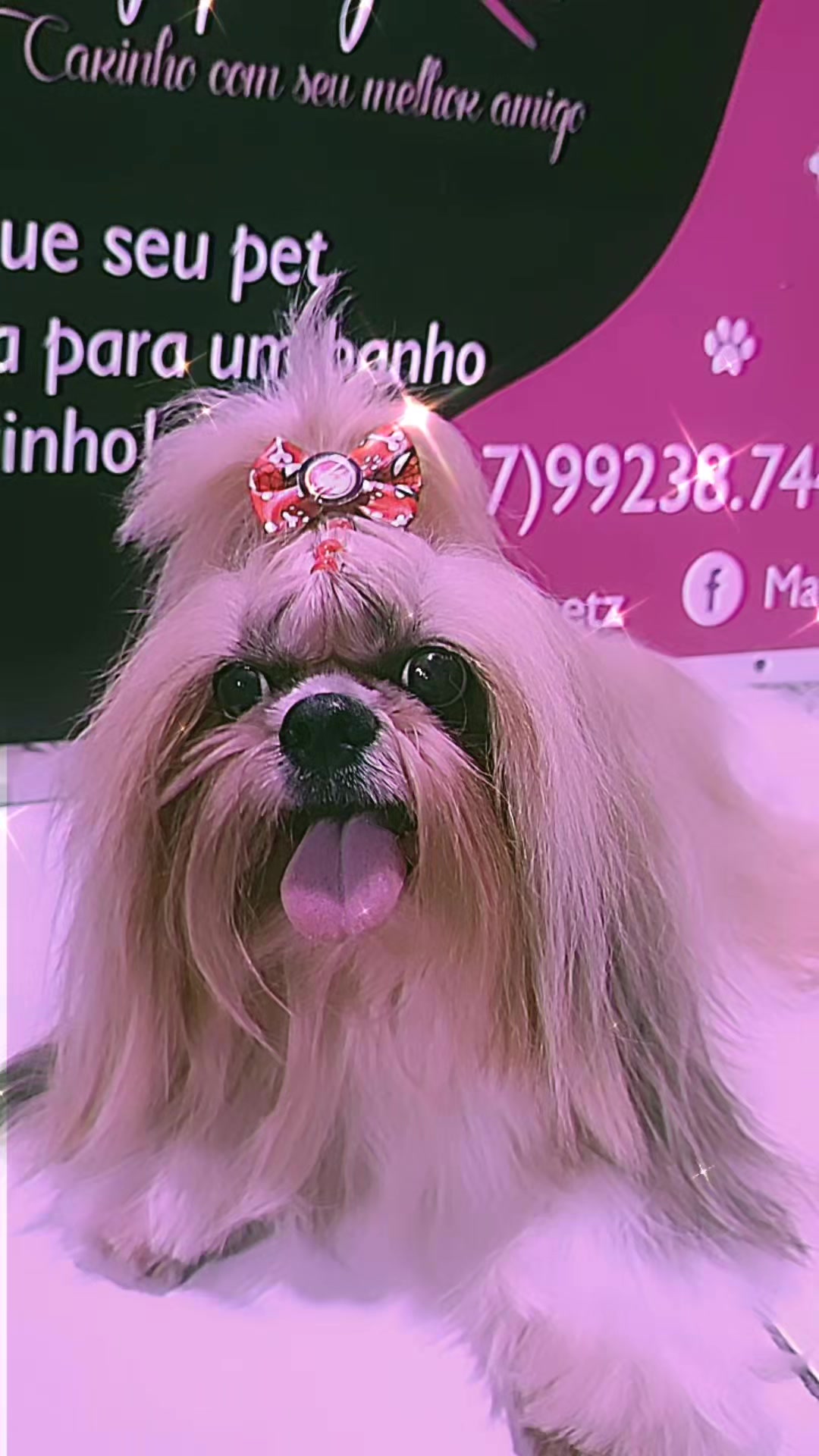 @MayPetz banho e tosa