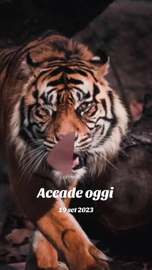 @carmine