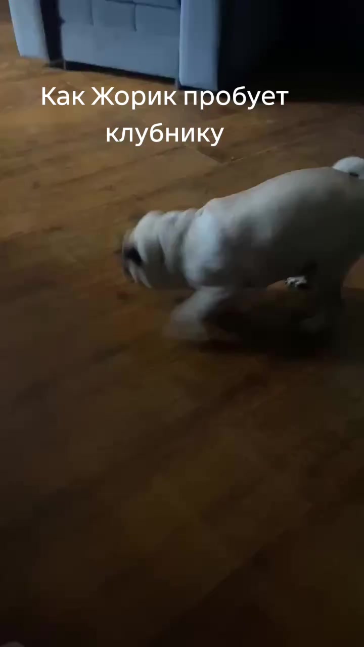 @мопс жора🐾
