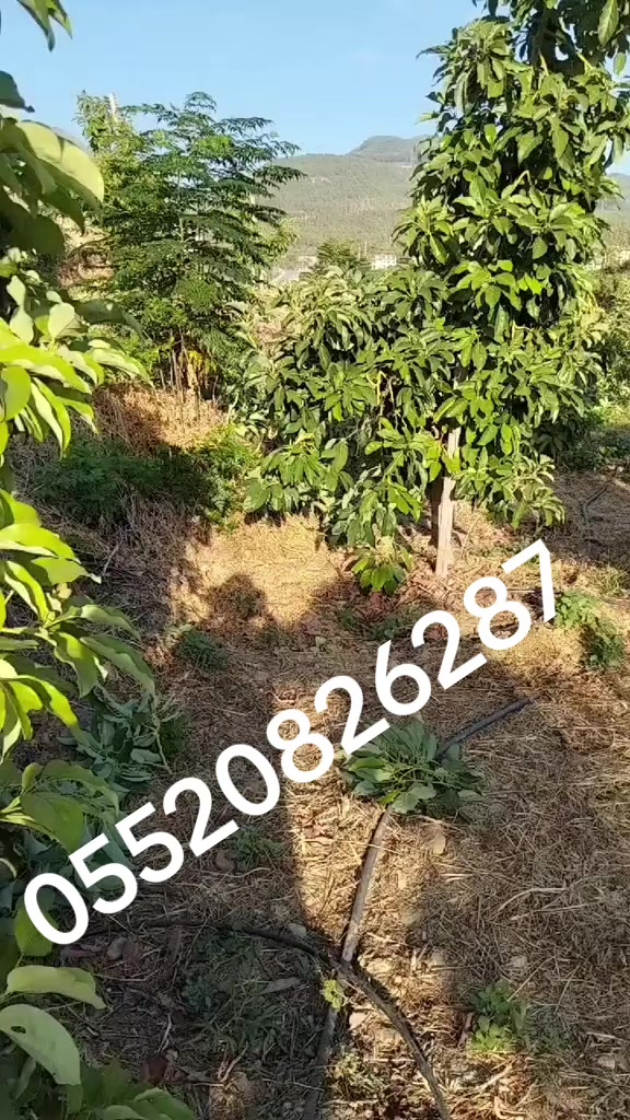 @Alanya avakado dünyası