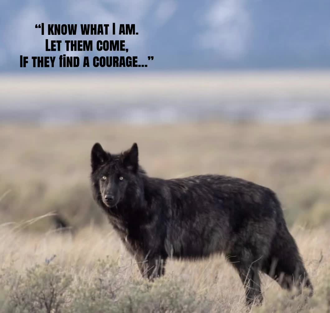 @🪬Conscious_LoneWolf🐺