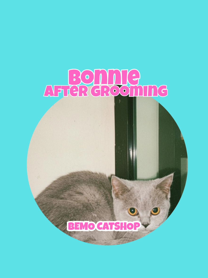 @Bemo Catshop