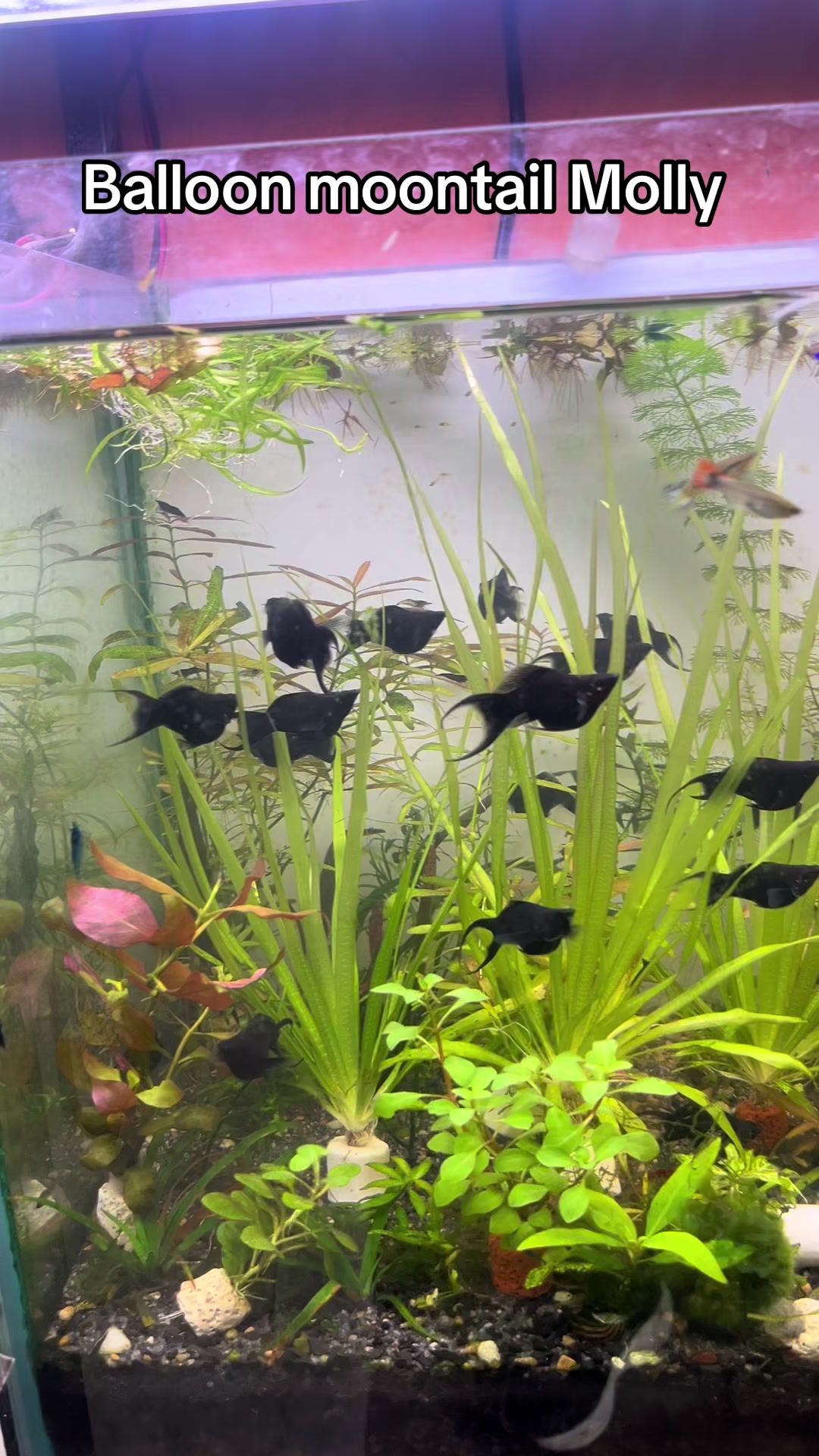 @aquadesire2🐠🐠