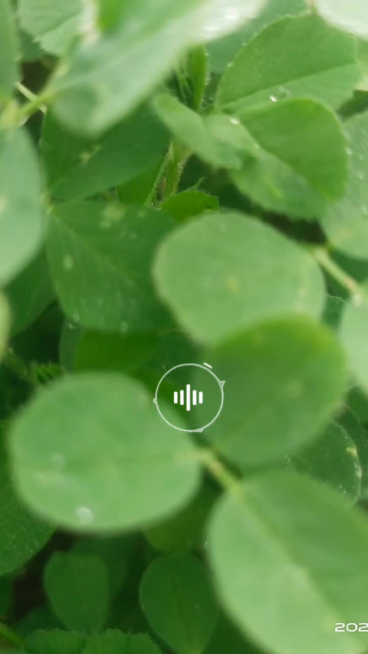 @shankhan