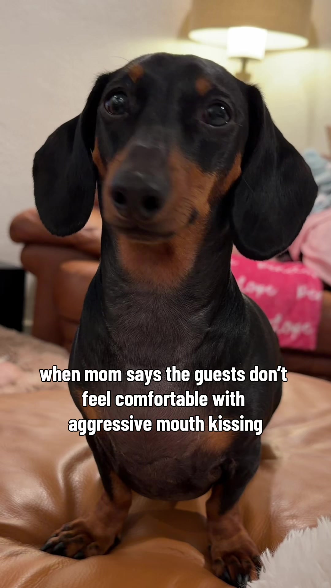 @Penny the Dachshund