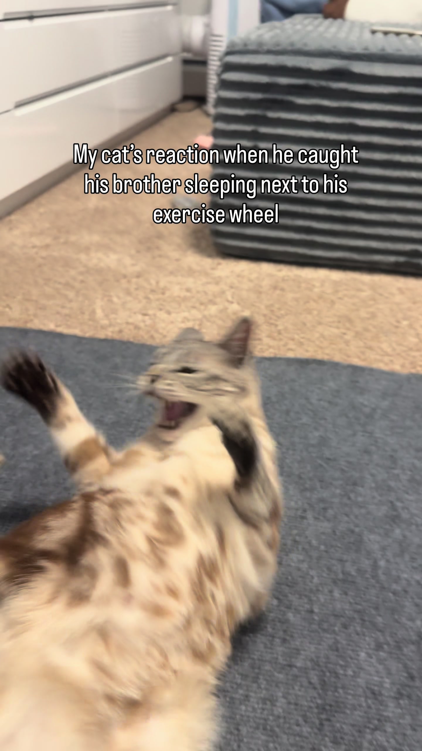 @Three Nawty Cats