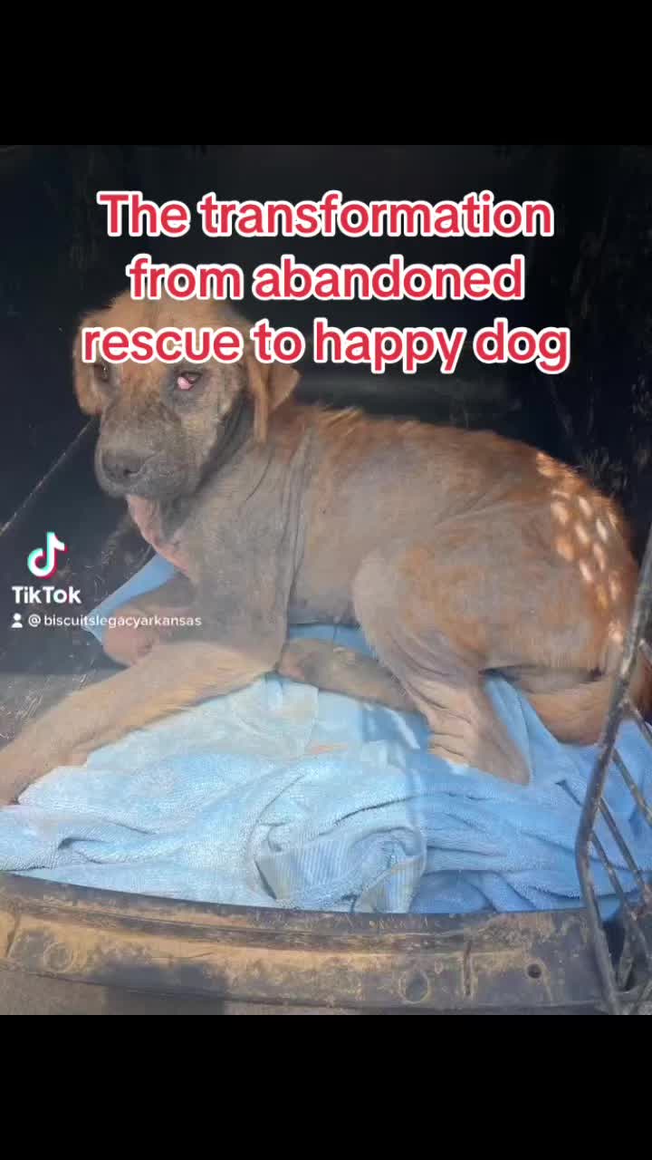 @MrAnimalRescuer