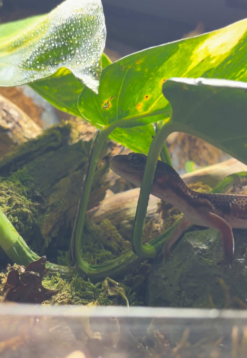 @layla🦎🍃