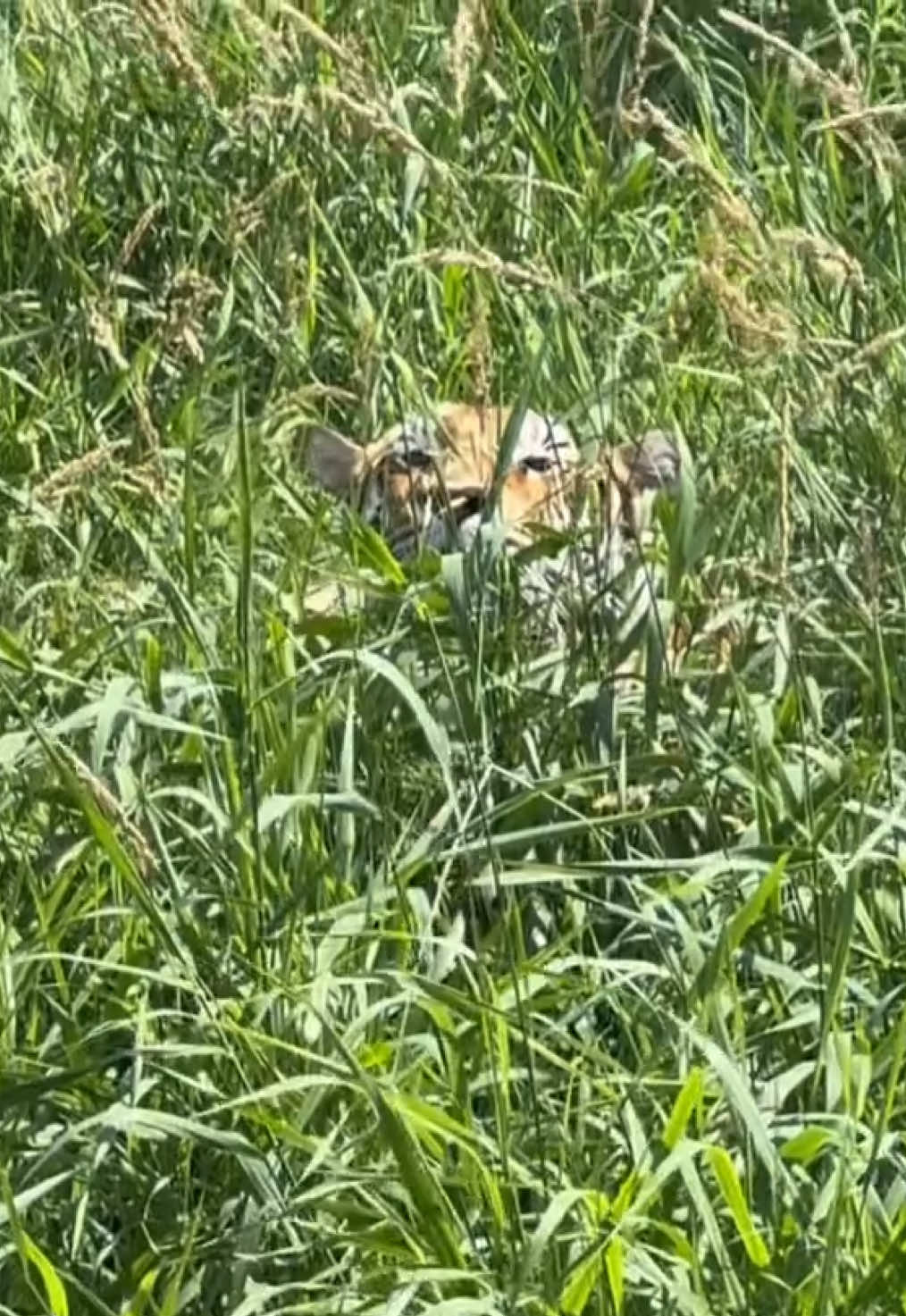 @The Wildcat Sanctuary