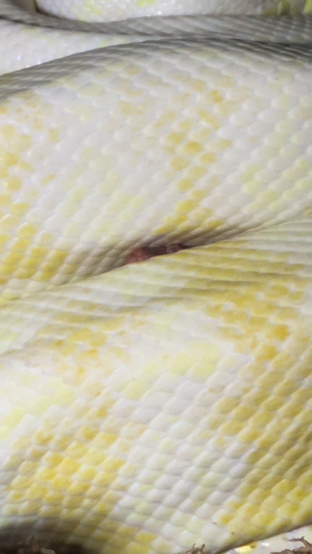 @rileys_reptiles