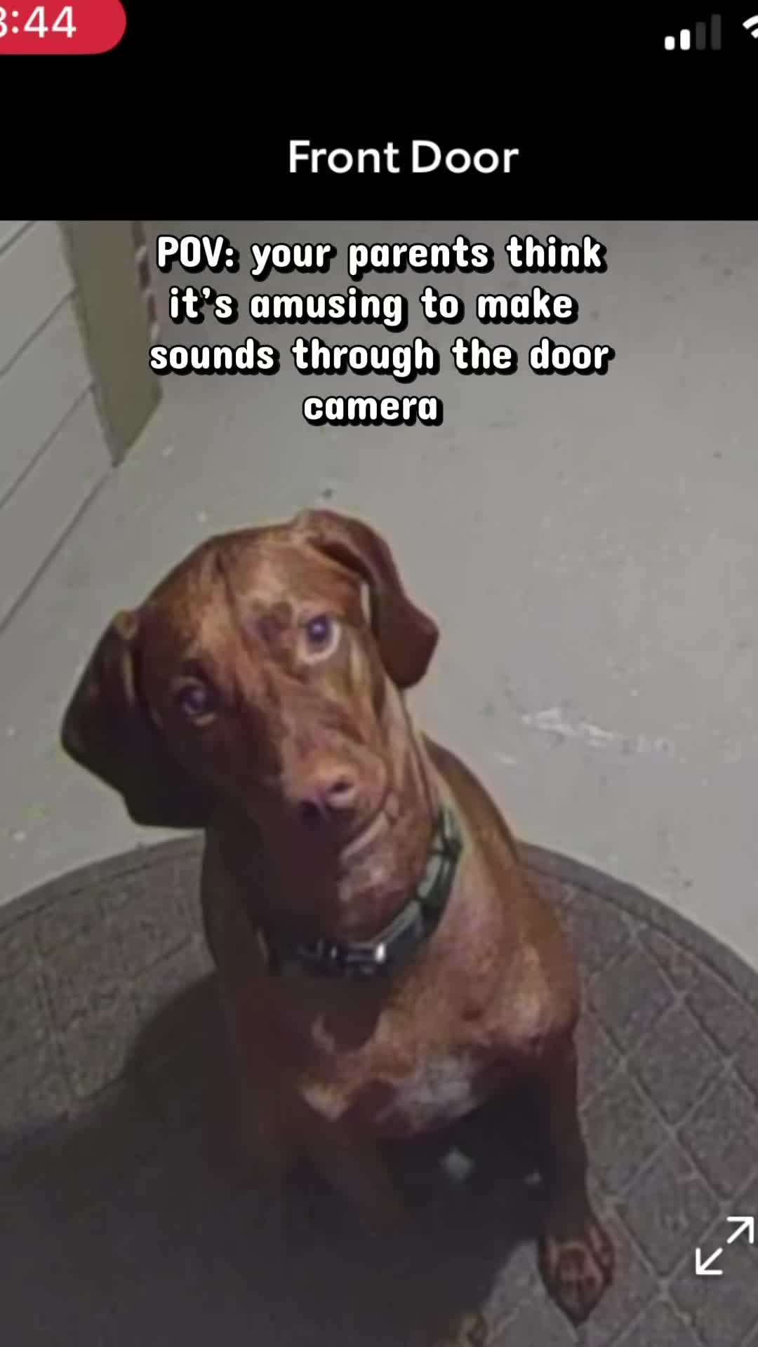 @waylonthevizsla