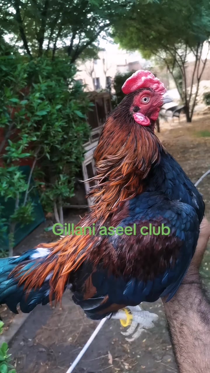 @Gillani Aseel Club