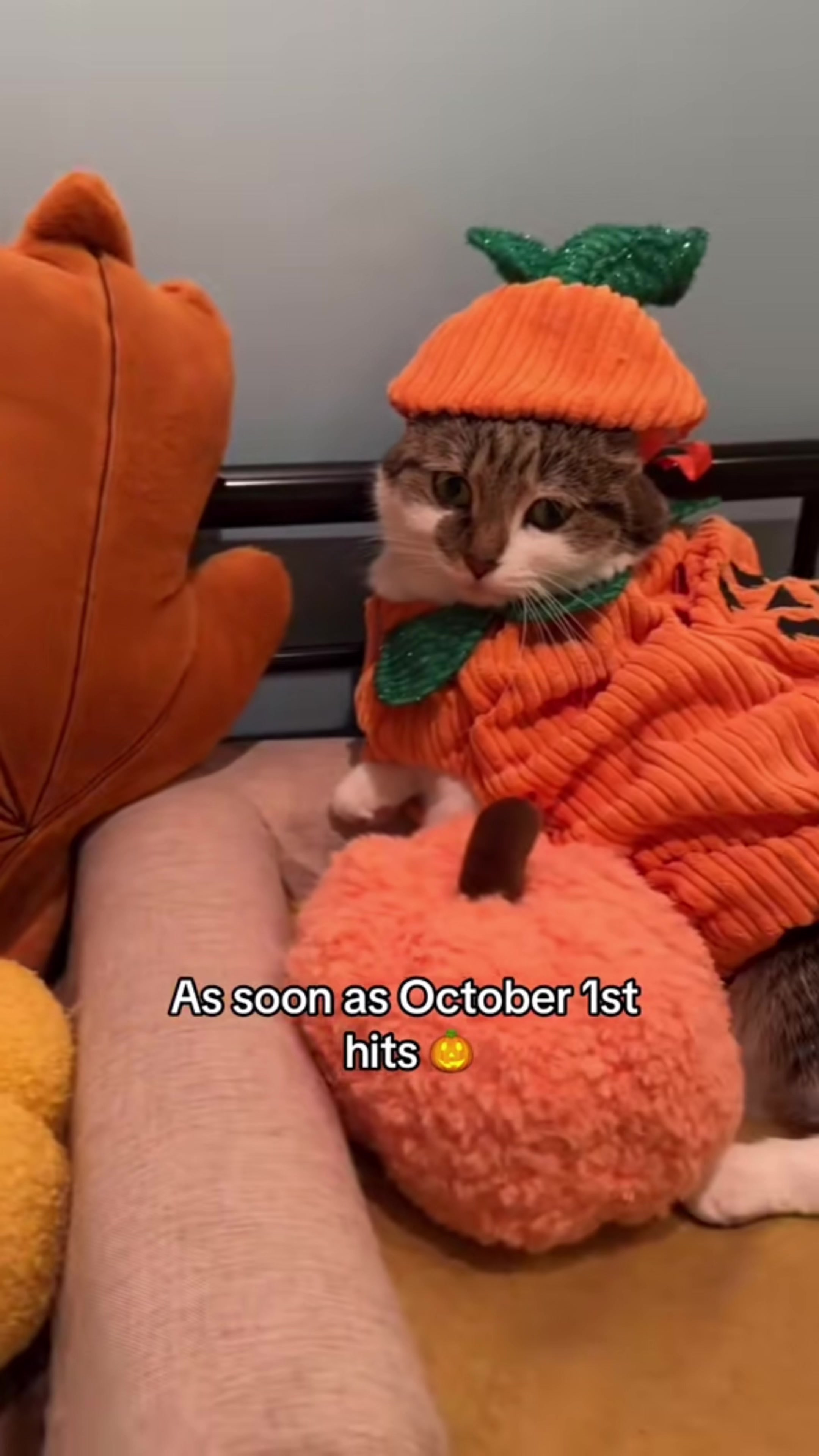 @Suki Purrs