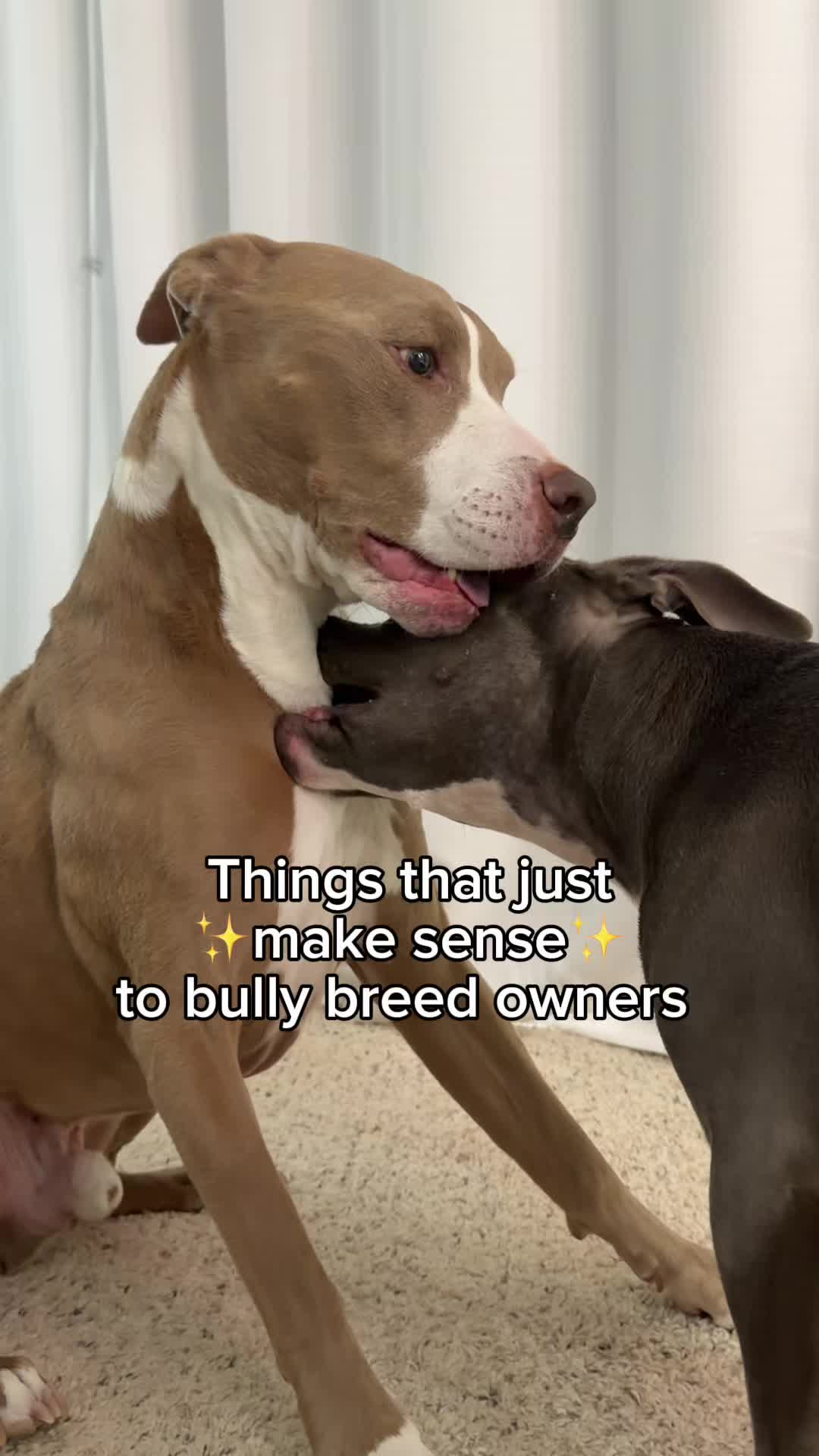 @@knight_thepit