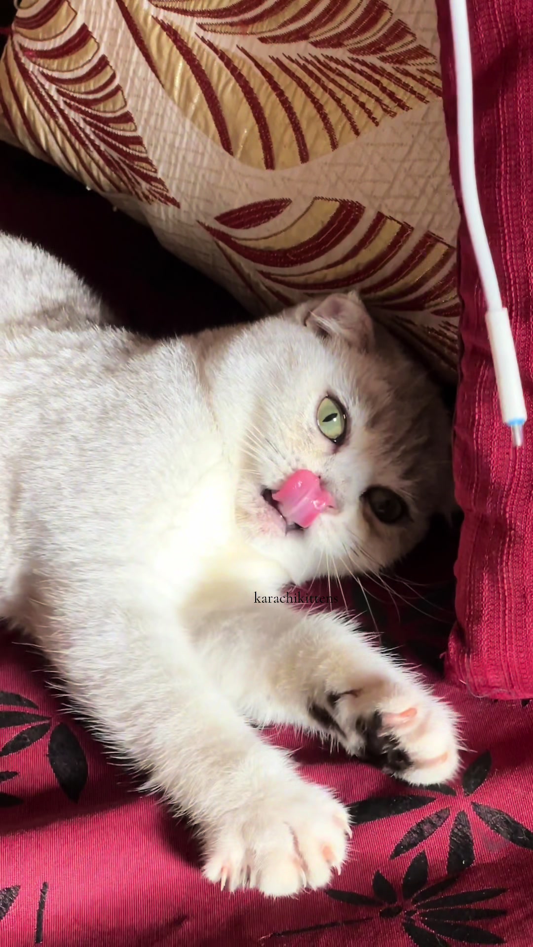 @karachikittens