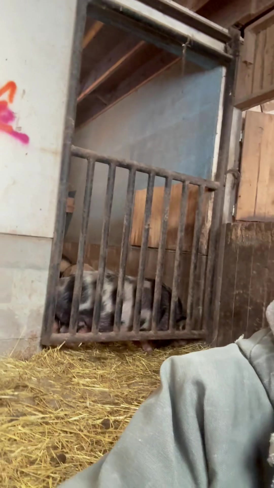 @Steve loves animals 2 🍉🔻🇵🇸