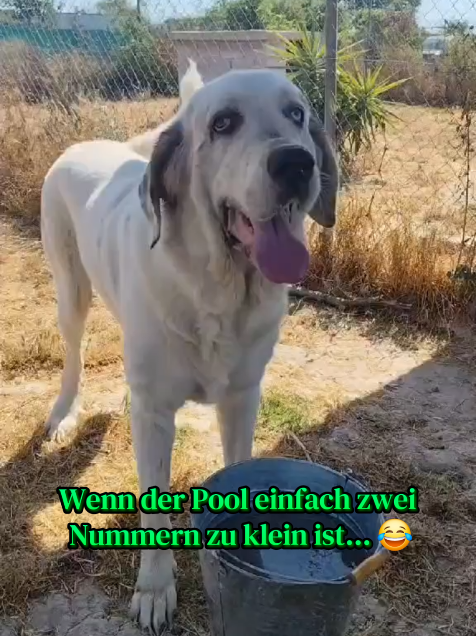 @Parenas Pfotenhilfe