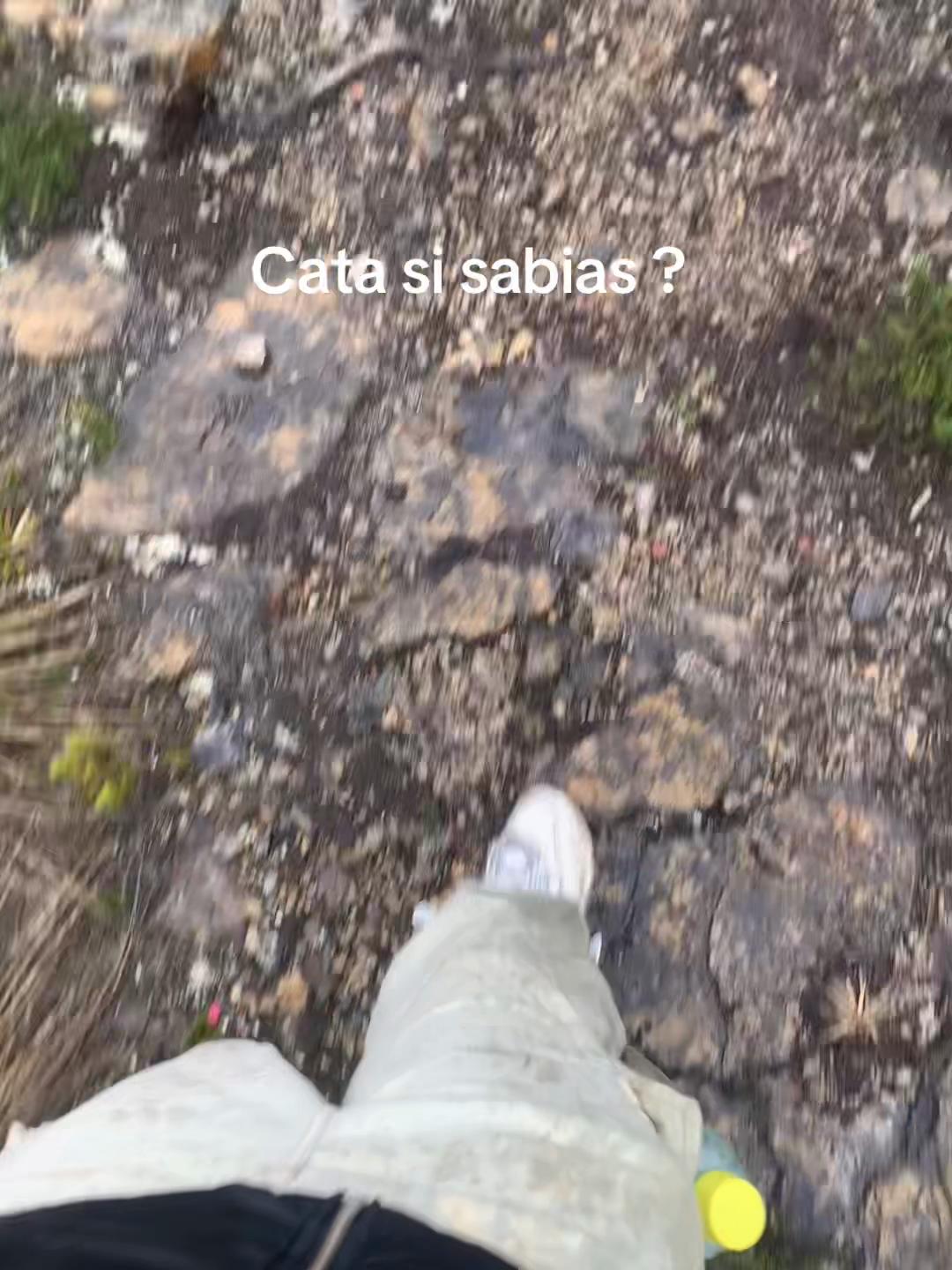 @catailustra