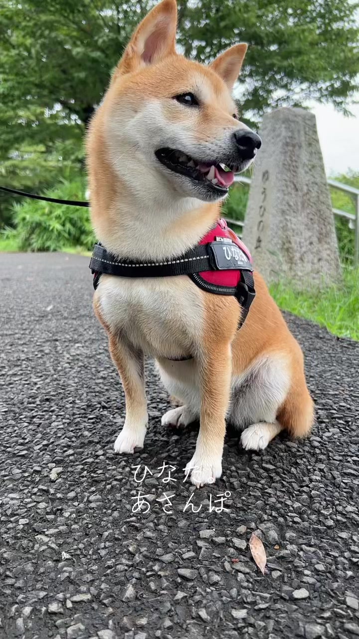 @ひでぽともぽ
