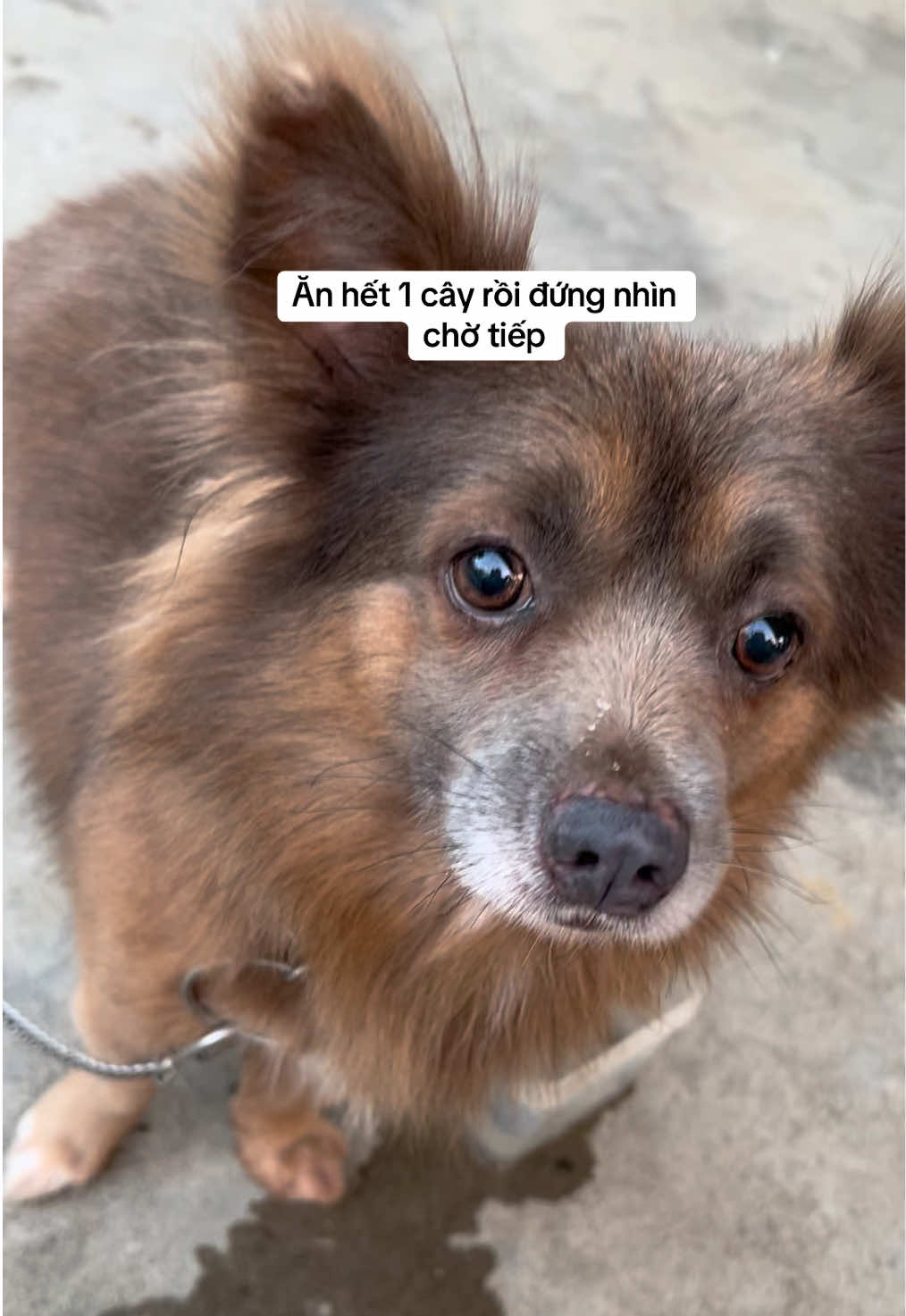 @Ba bé mèo và một bé chó