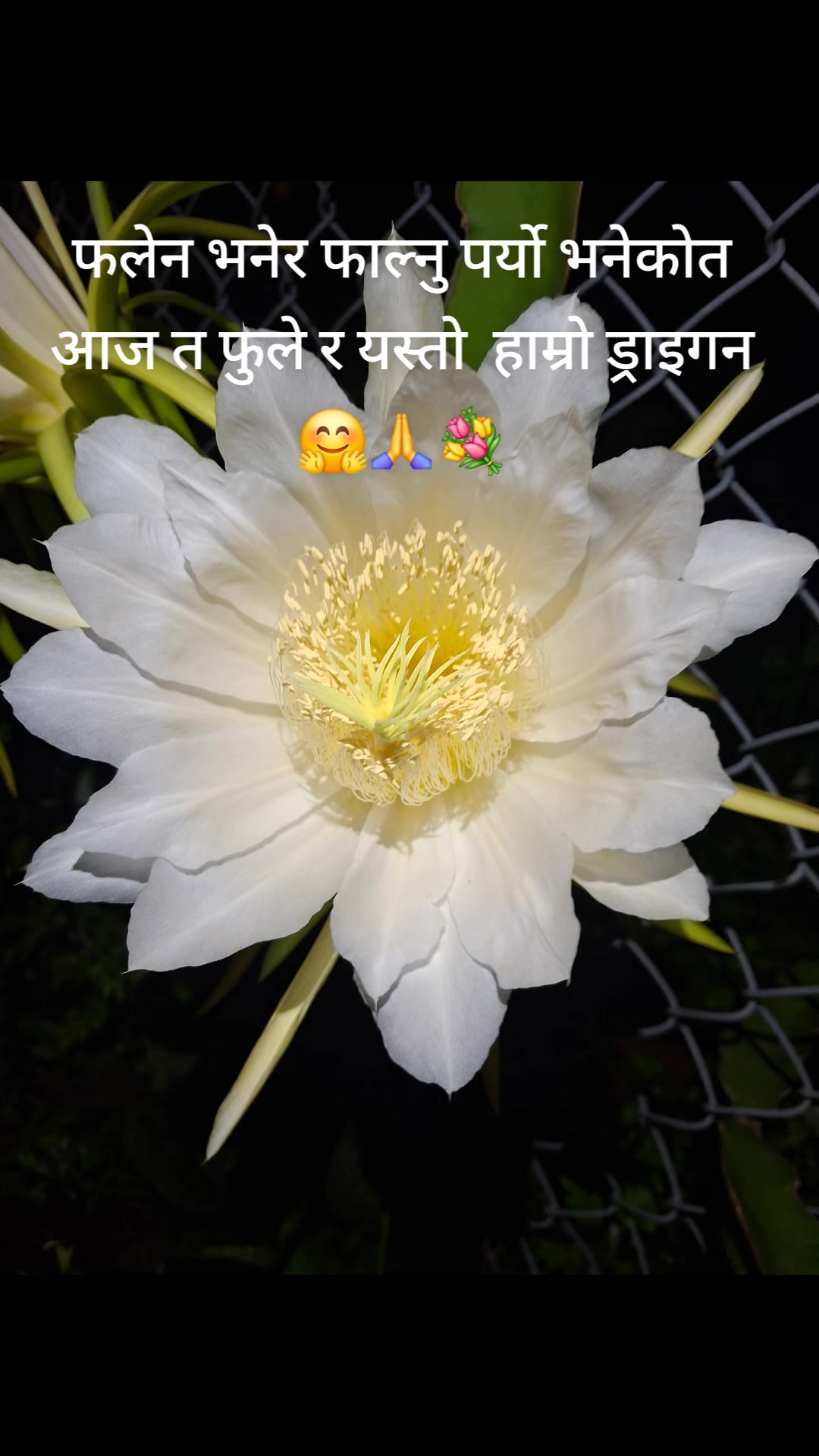 @Basanta🦋❤️