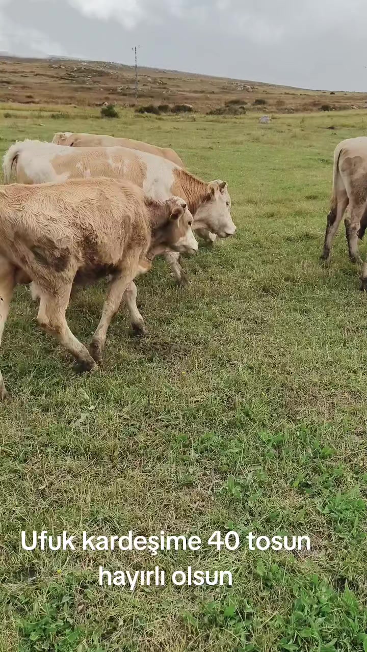 @Göksal Güneş