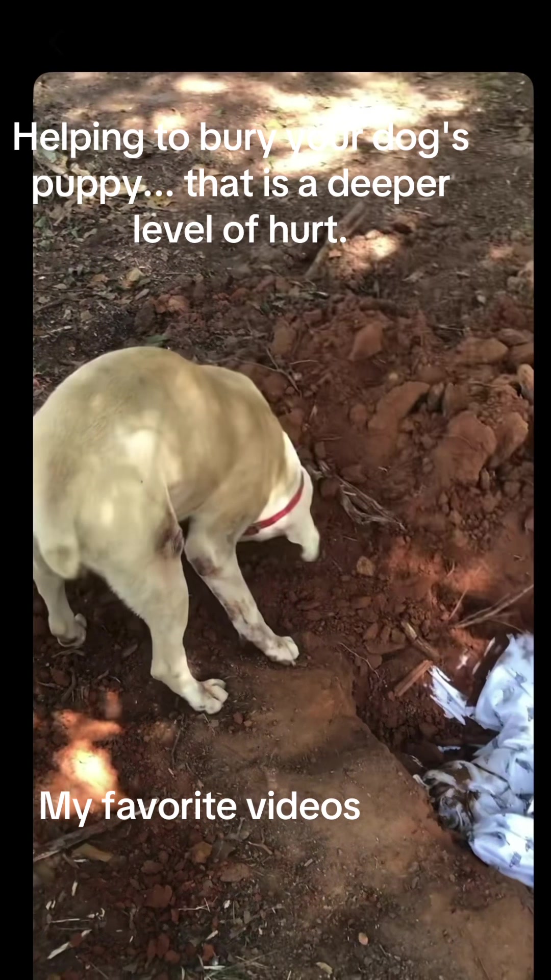 @my favorite videos