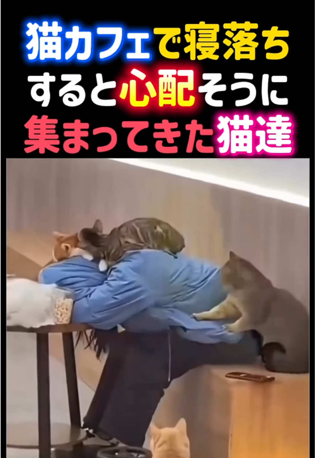 @動物癒し動画♡ animal cute