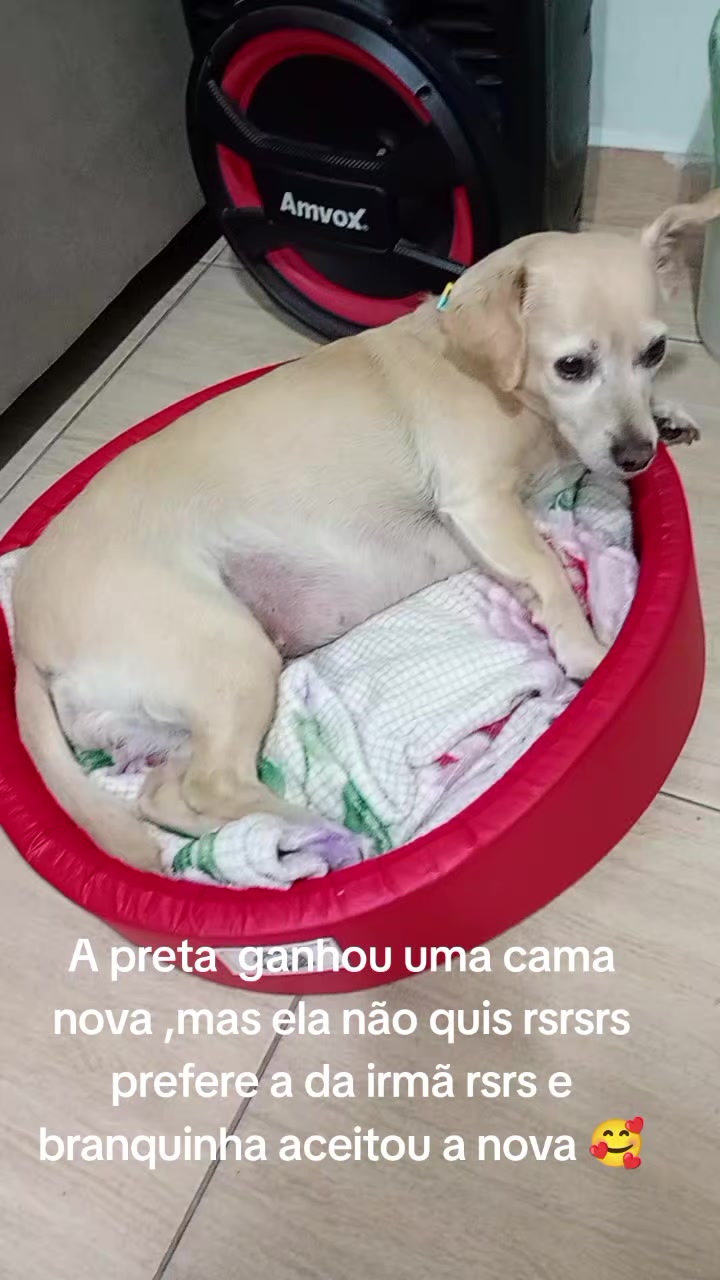 @Iara Brito Brito