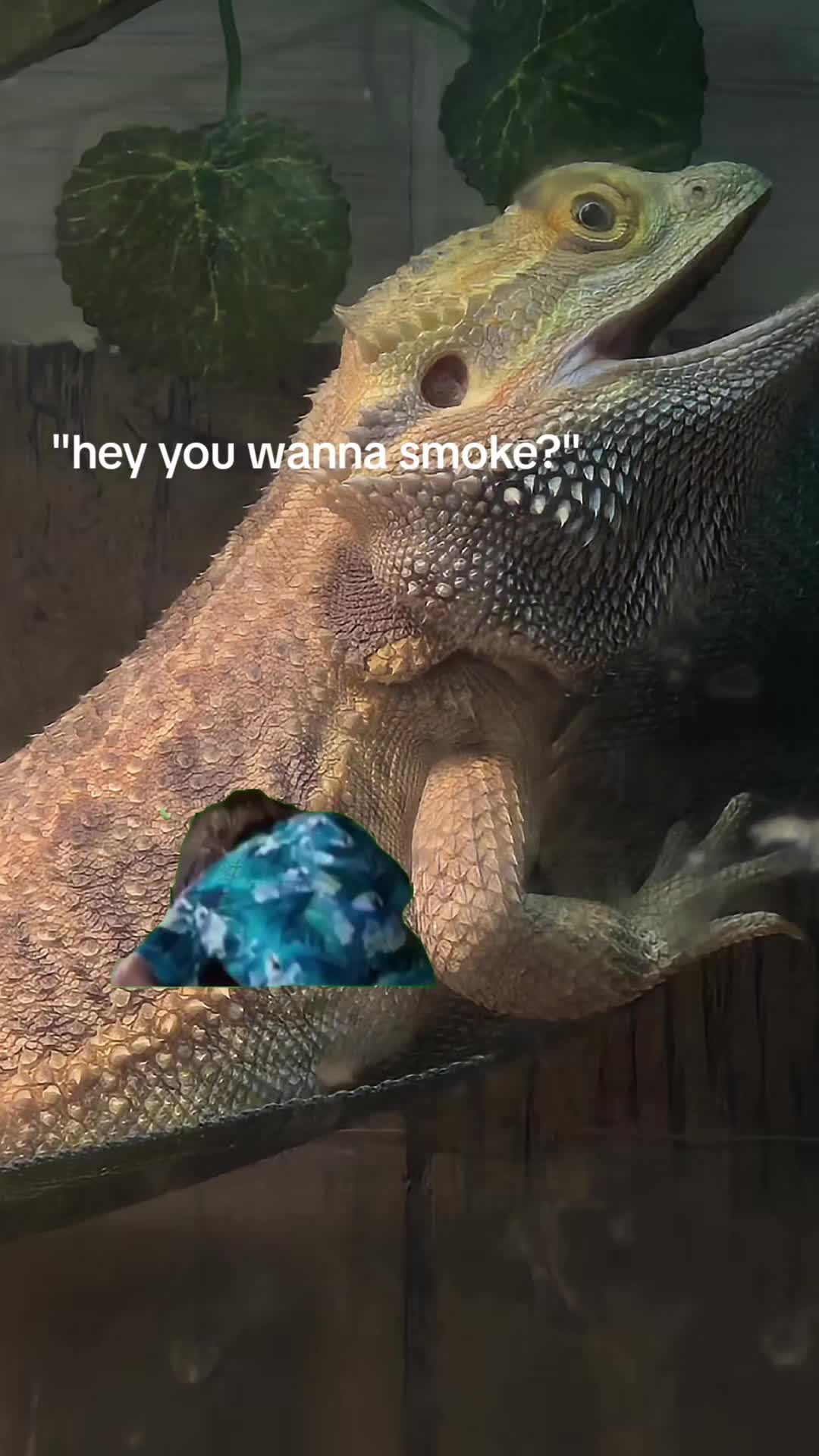 @Alexi Blair
