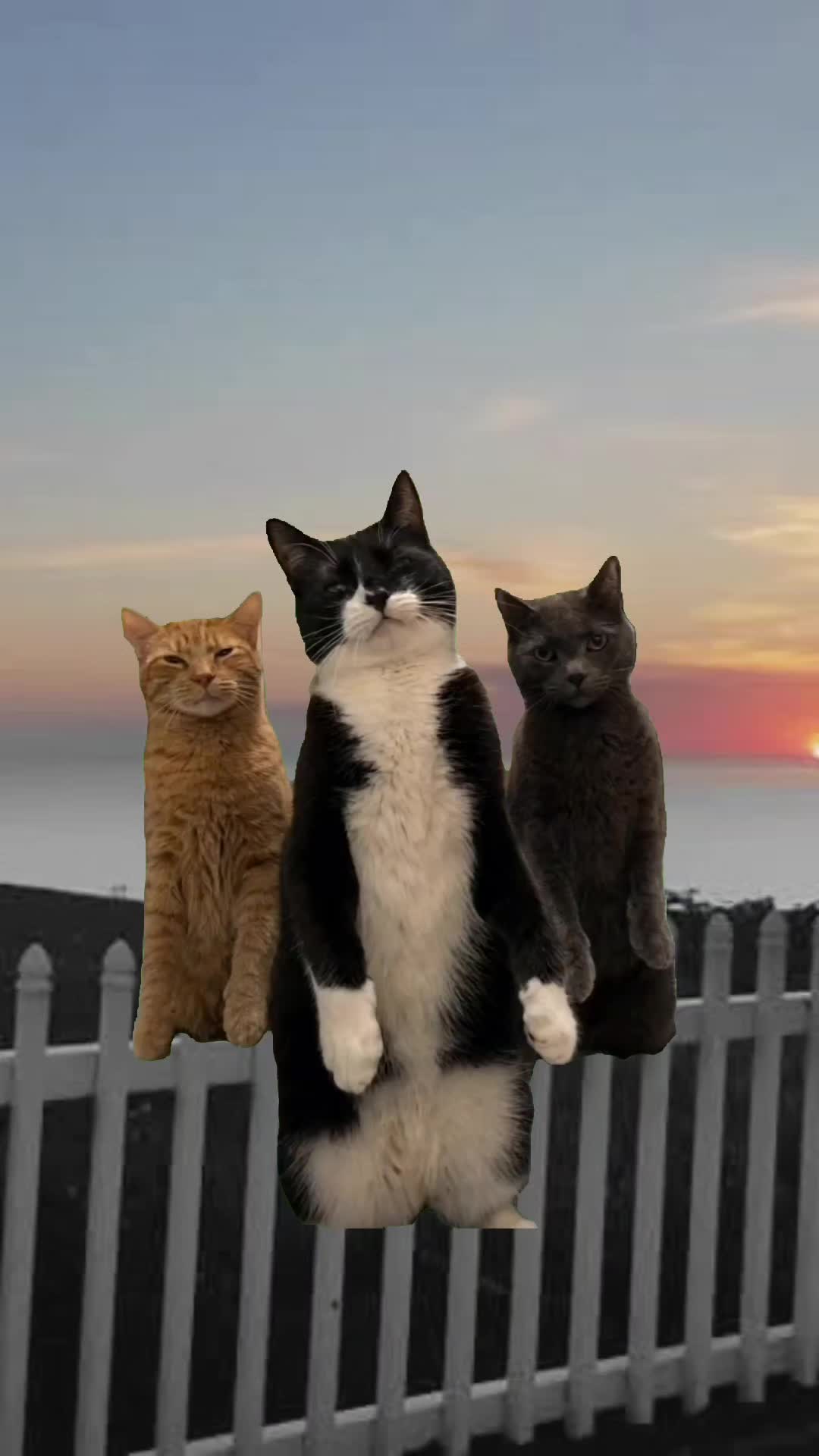 @SudzyDudz77❤️🐱💚