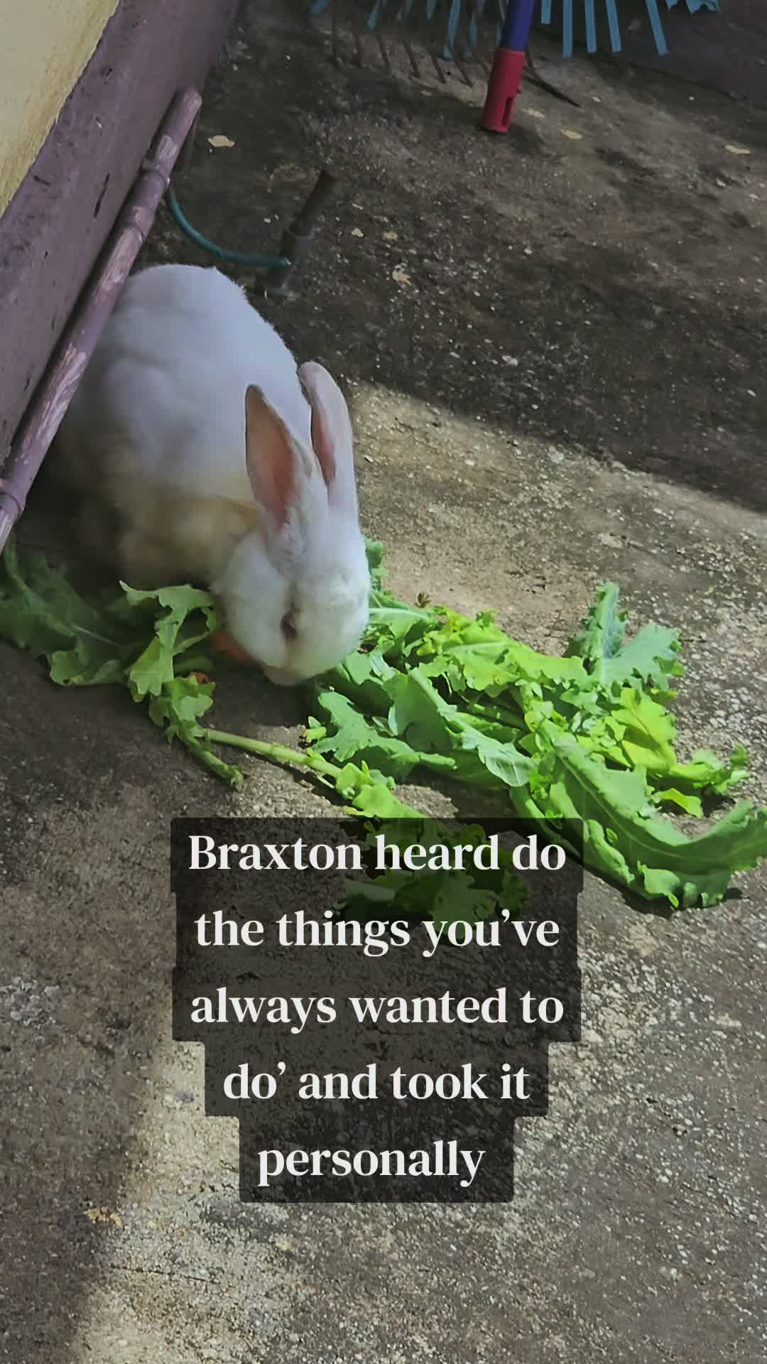 @MixedPetCollective