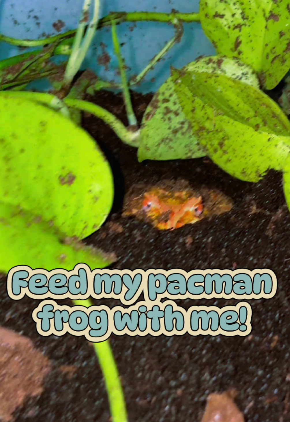 @:p