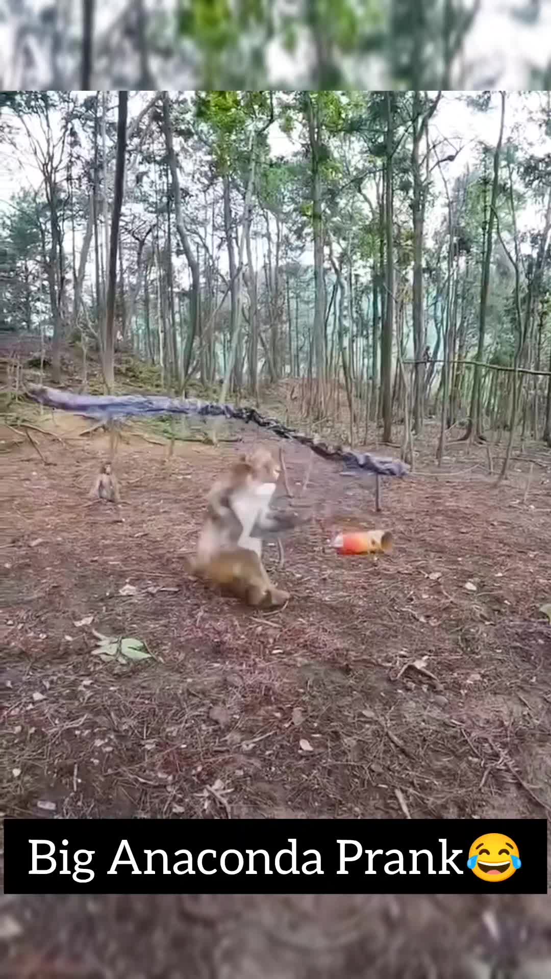 @Daily Monkey Fun