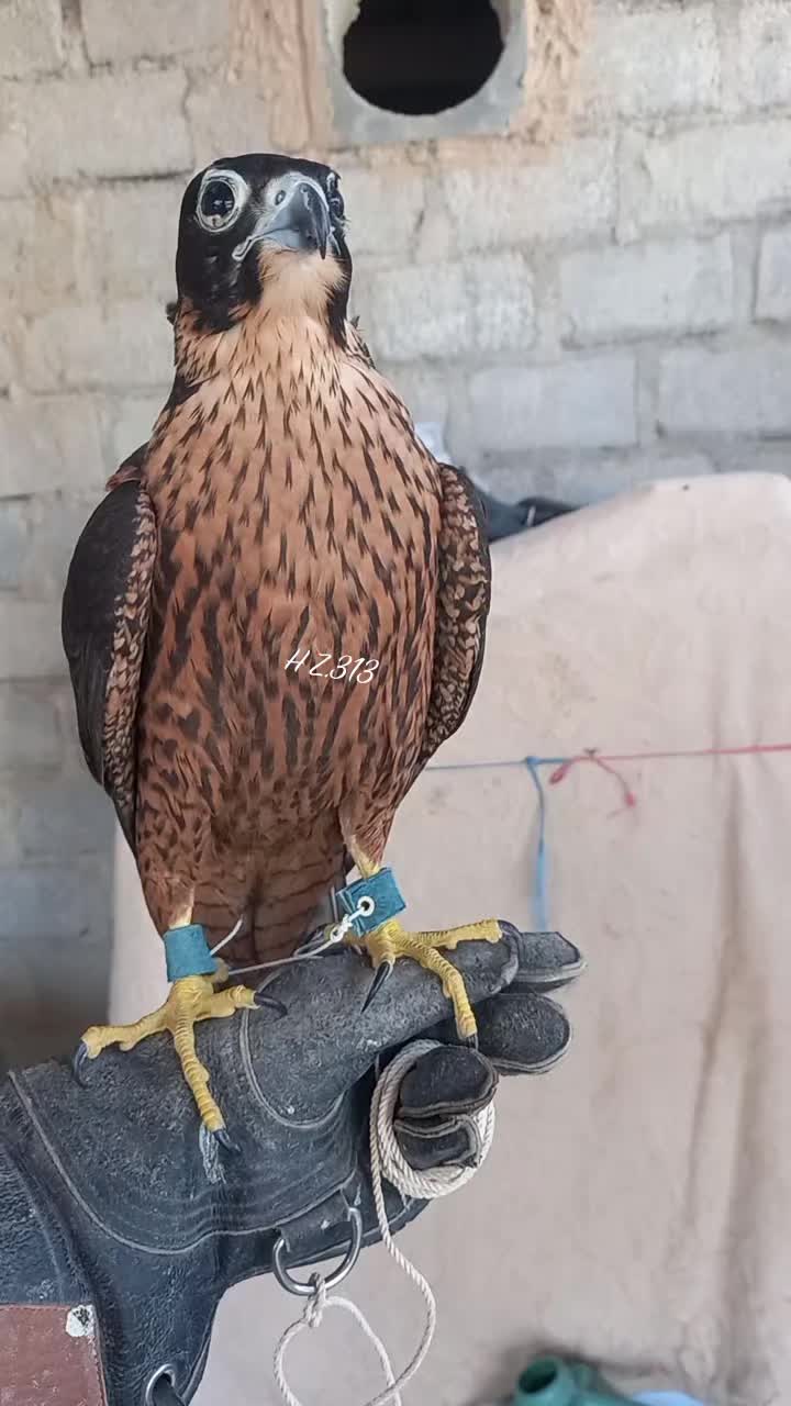 @🦅Hunter Zehri🪶