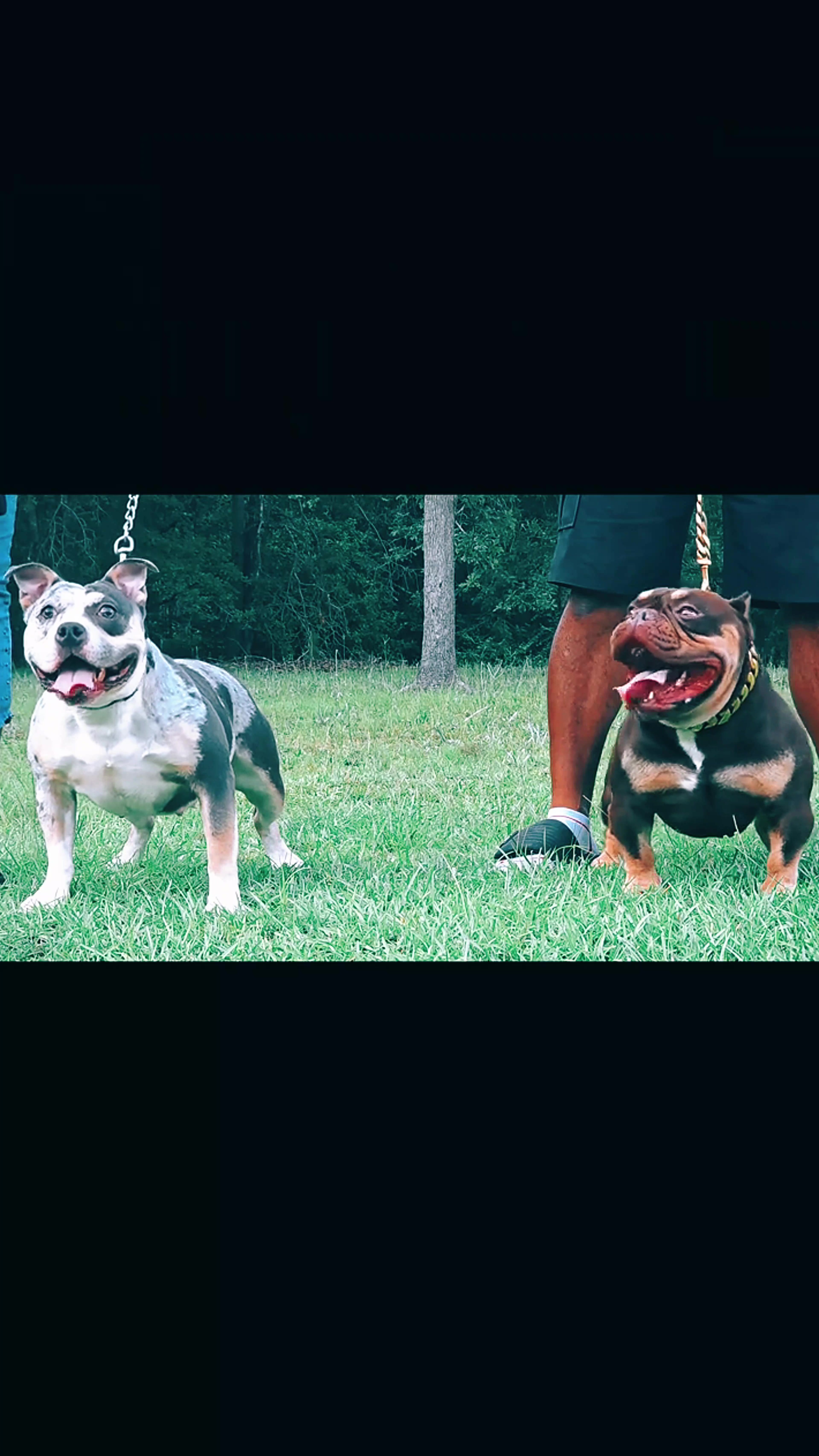 @baglife_kennels