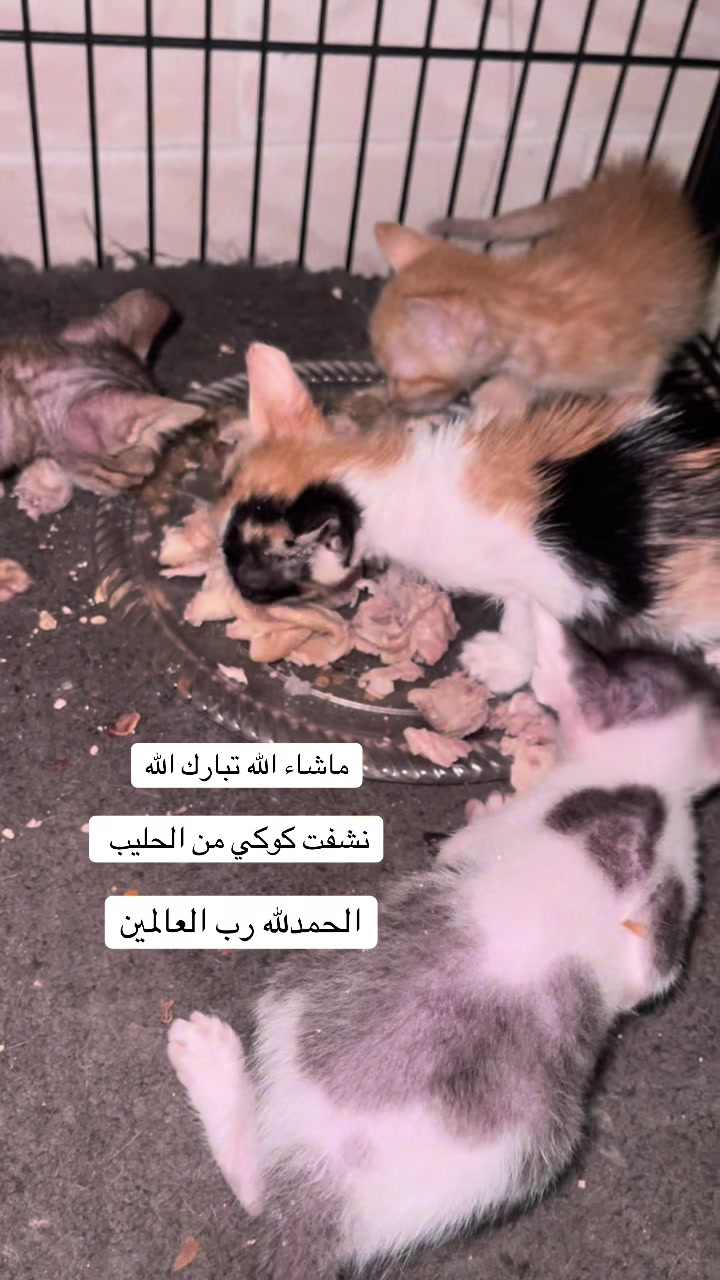 @ashkaltbiah