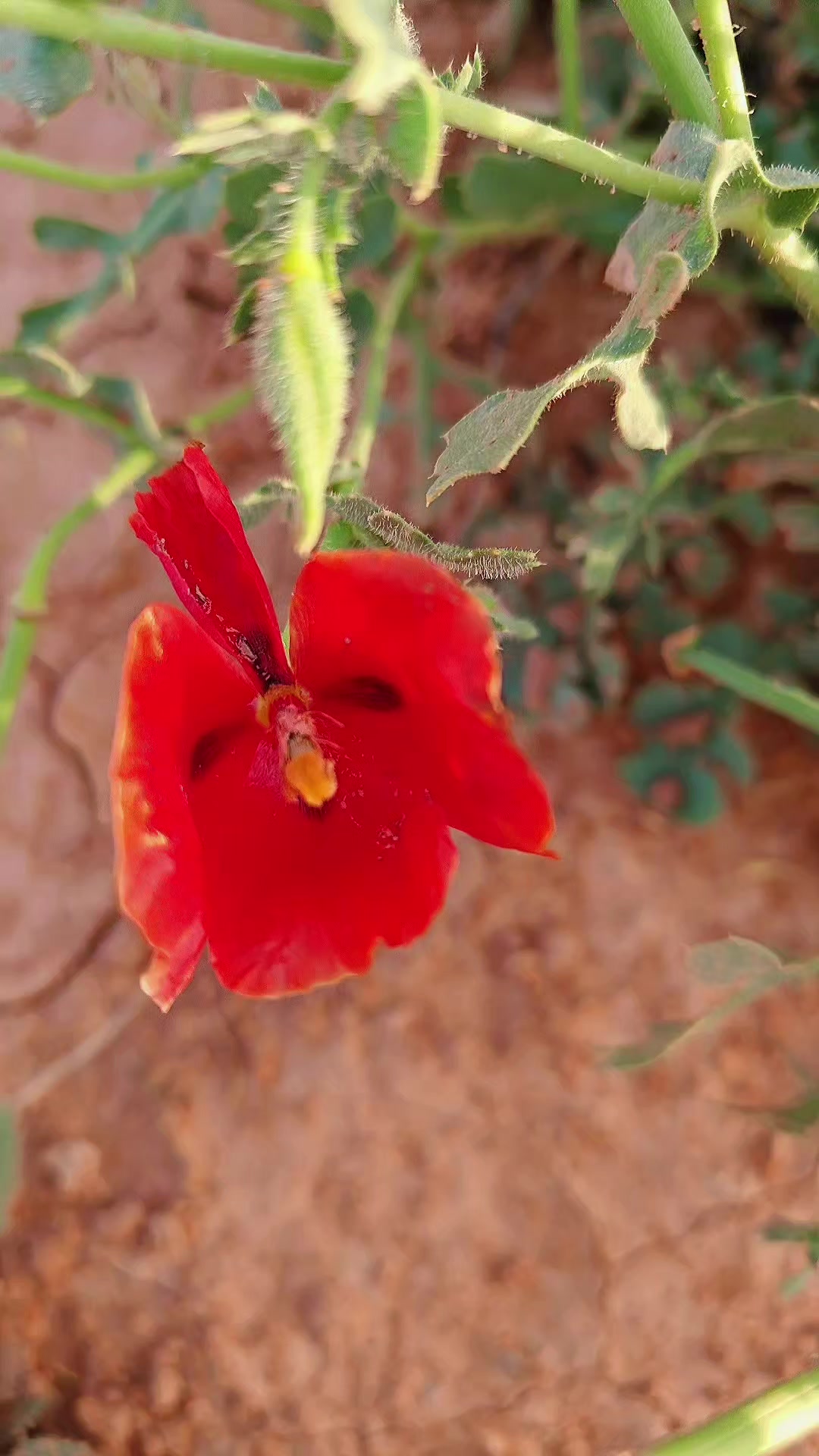 @نادر (NADER)