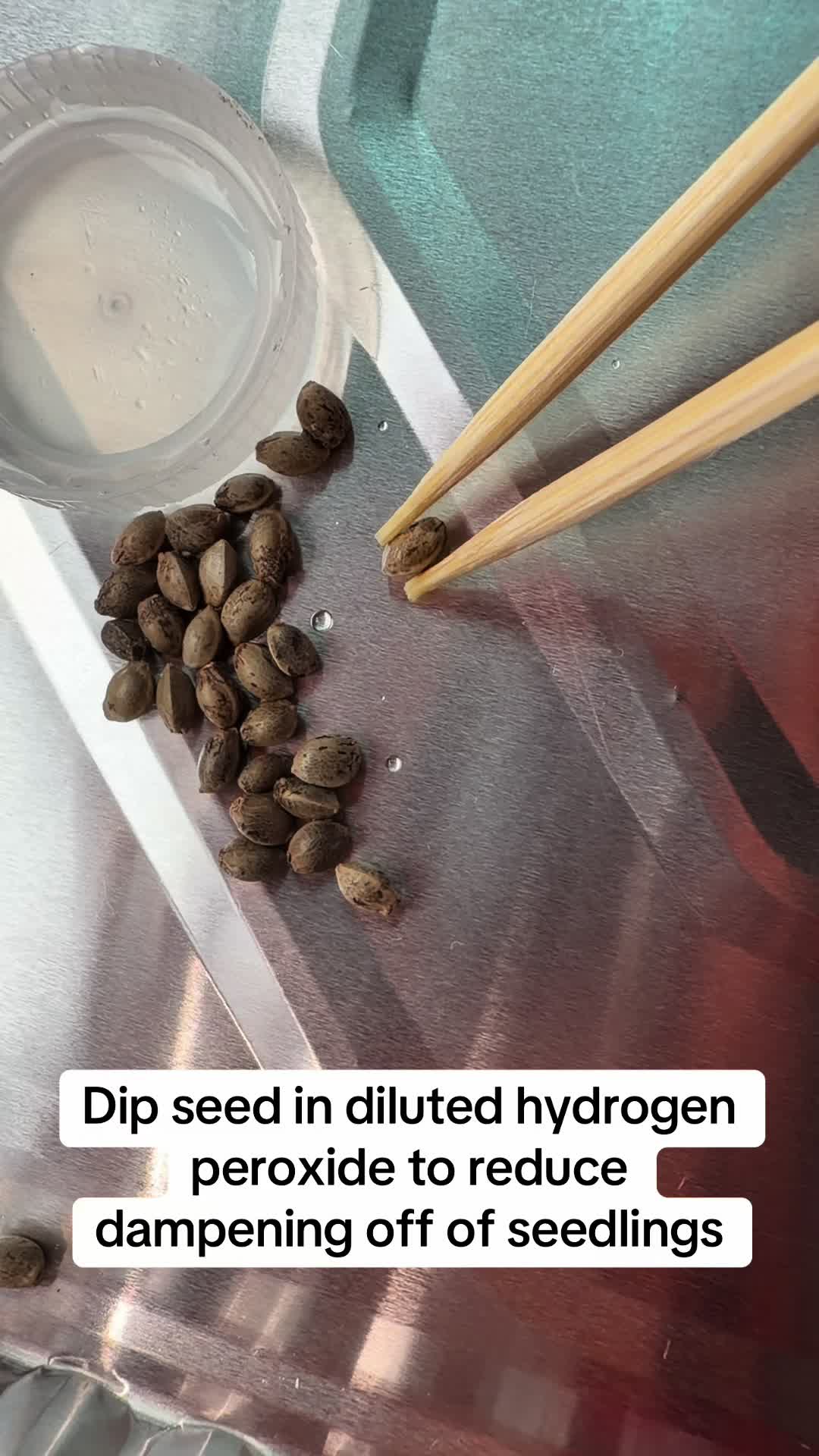 @SEEDTIVA