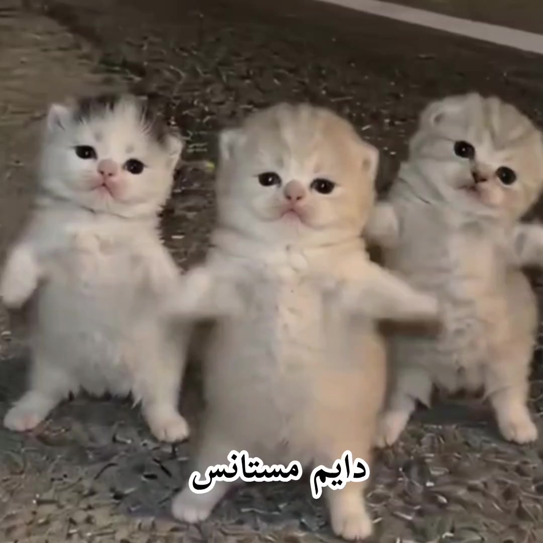 @بــطــه