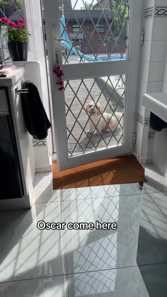 @My Cavachon