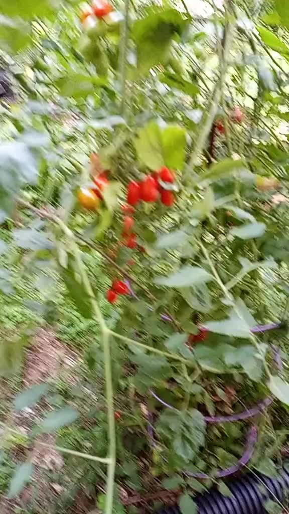 @doly.dfn