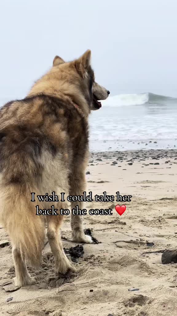 @NWWolfdogs