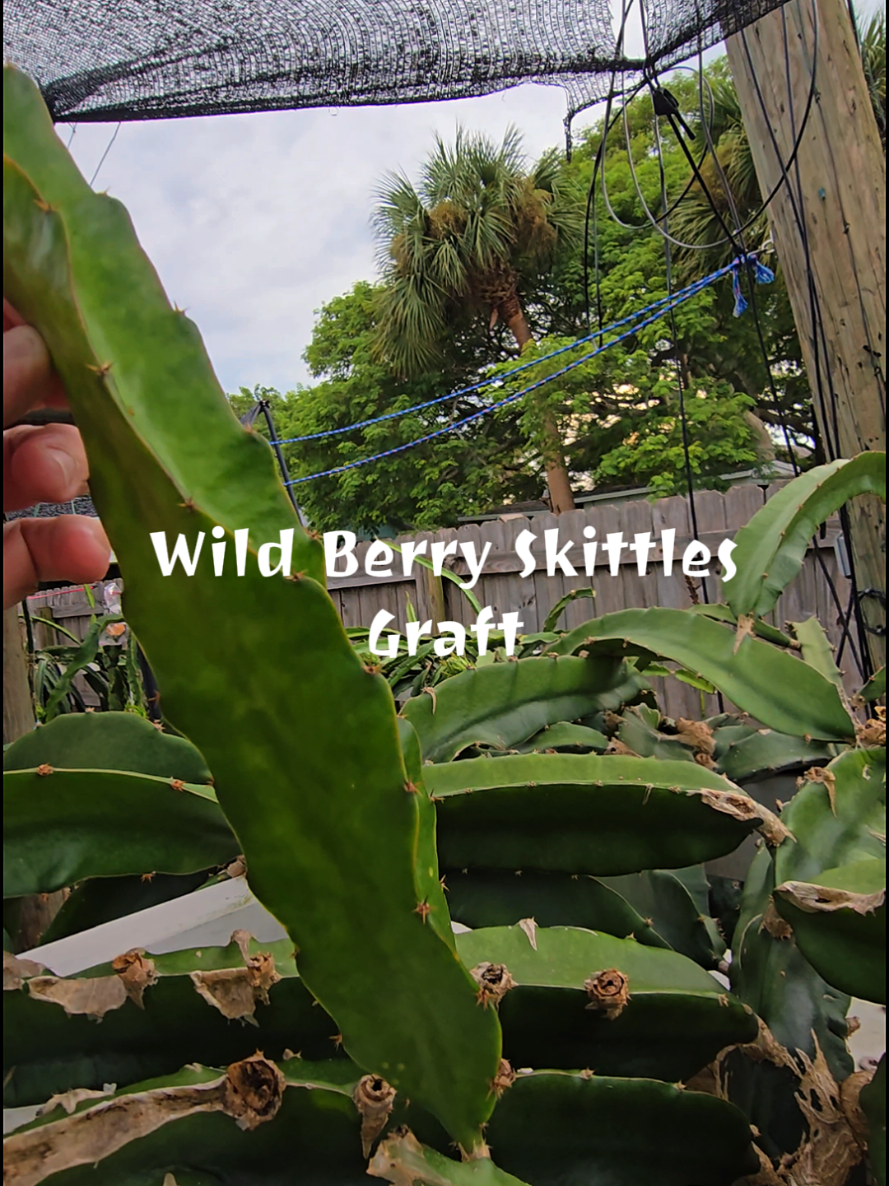 @Space Coast Dragon Fruit