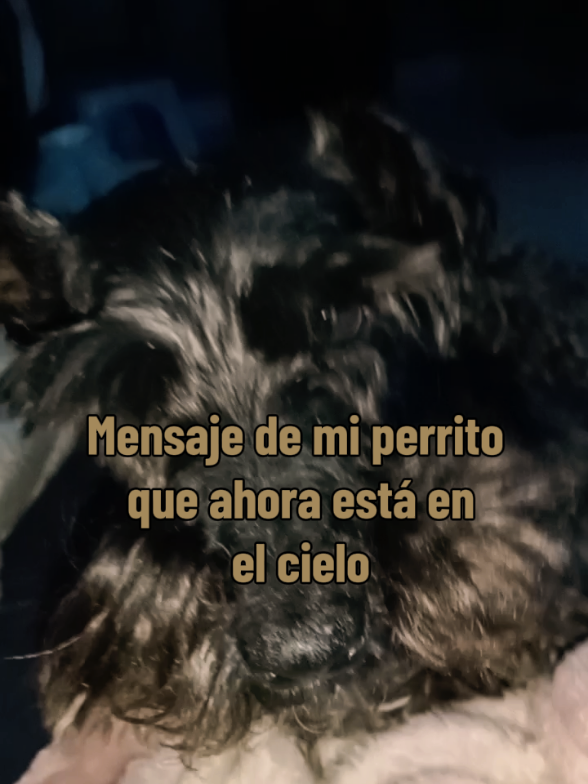 @Laura de los Perros