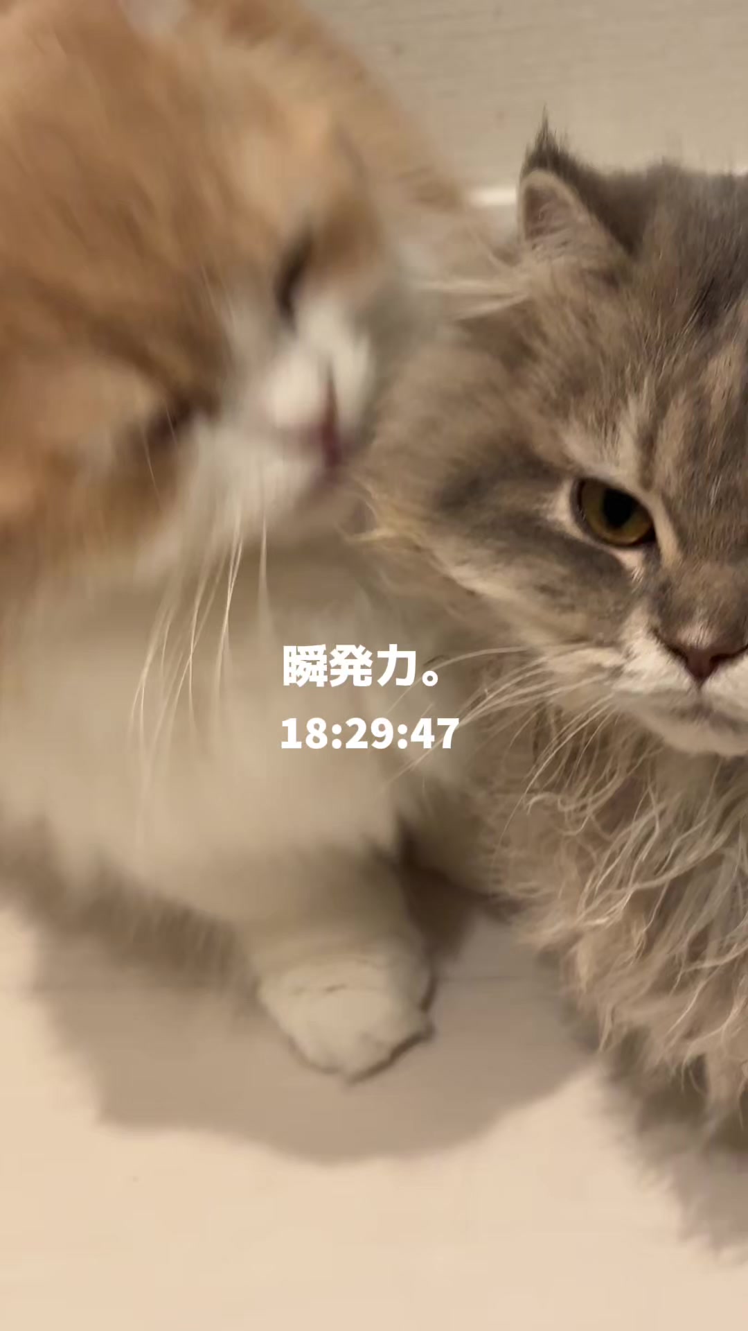 @きゅん先輩