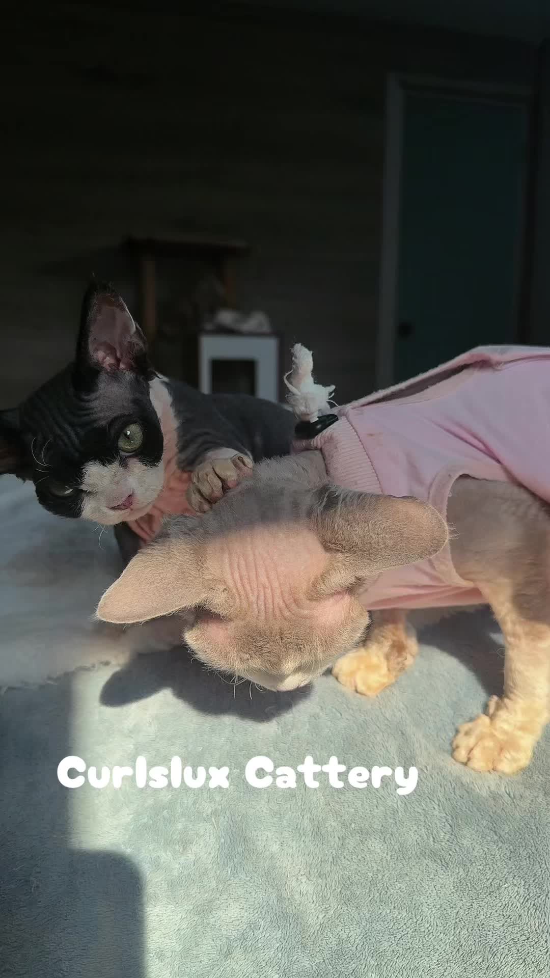 @Curlslux cattery!!๐บ๐ธ