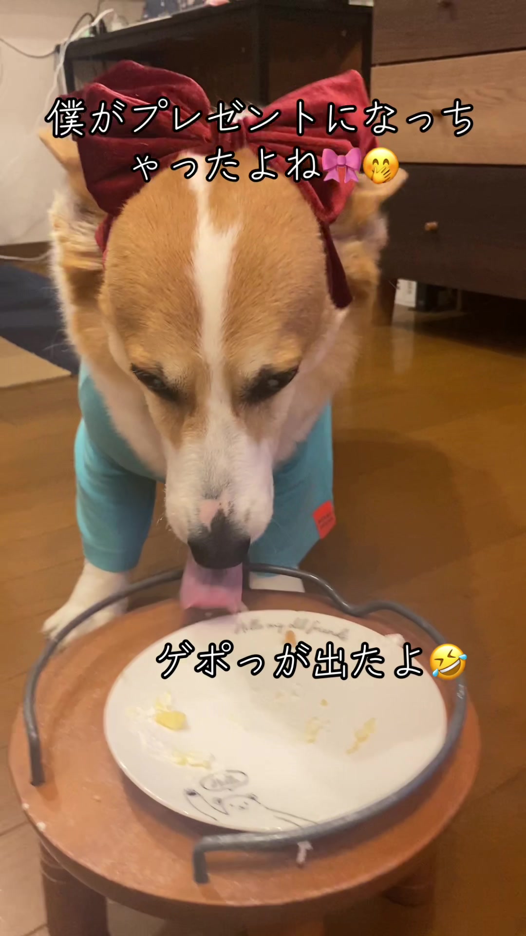 @コーギー犬のホープくん