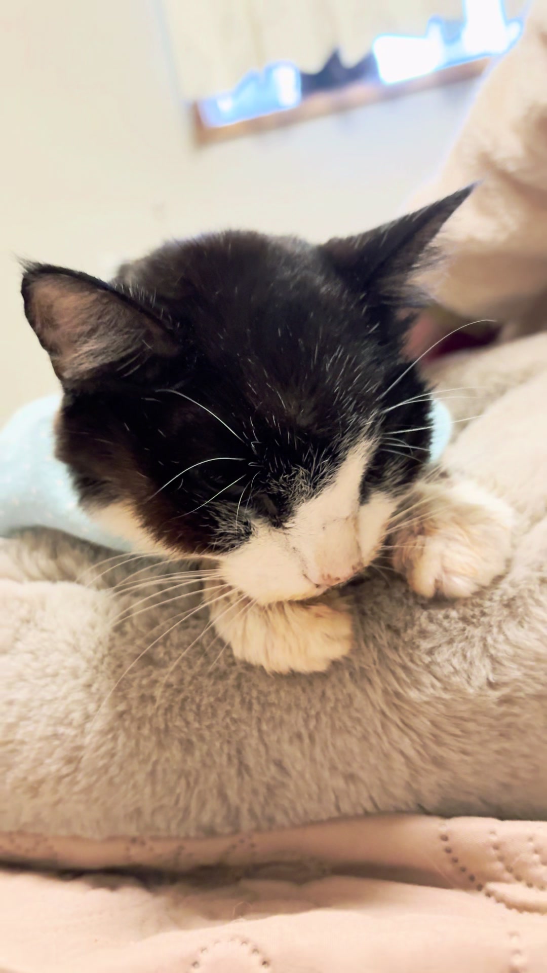 @ねこぷにもふ｜ホワイトシェパードのハクちゃん